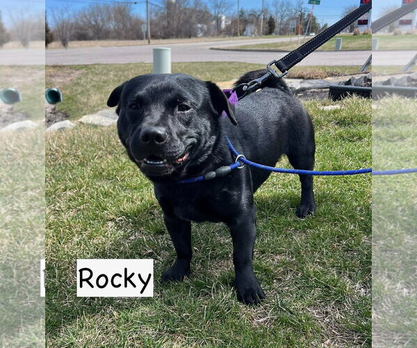 Medium Photo #1 Chow Chow Puppy For Sale in GILBERTS, IL, USA