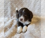 Small #11 Aussiedoodle