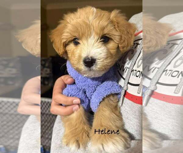 Medium Photo #1 Siberian Husky-Unknown Mix Puppy For Sale in pomfret, CT, USA