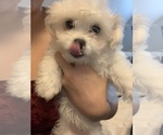 Small Photo #3 Bichon Frise Puppy For Sale in FAYETTEVILLE, NC, USA