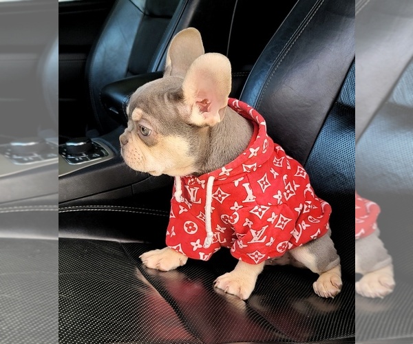 Medium Photo #5 French Bulldog Puppy For Sale in POPLAR, CA, USA
