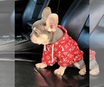 Small Photo #5 French Bulldog Puppy For Sale in POPLAR, CA, USA