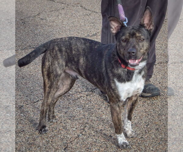 Medium Photo #2 American Staffordshire Terrier-Unknown Mix Puppy For Sale in Huntley, IL, USA