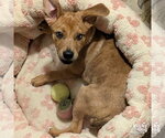 Small #6 Australian Shepherd Mix