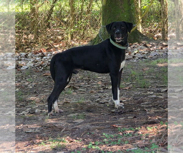 Medium Photo #2 Labrador Retriever-Unknown Mix Puppy For Sale in Yardley, PA, USA