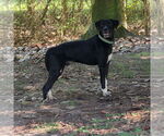 Small #1 Labrador Retriever Mix