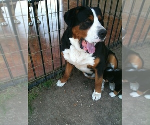 Father of the Greater Swiss Mountain Dog puppies born on 03/22/2019