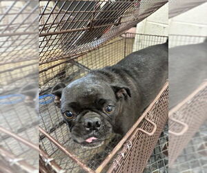 Pug Dogs for adoption in San Bernardino, CA, USA