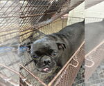 Small Pug