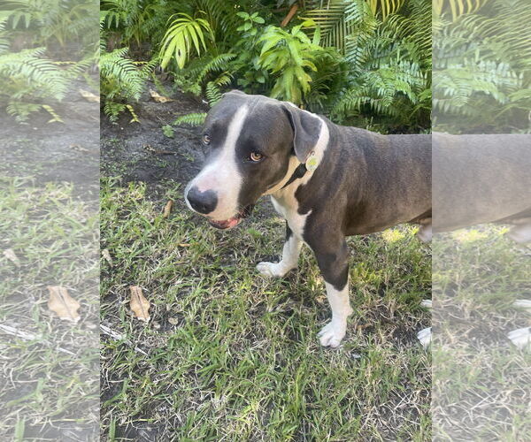 Medium Photo #4 Boxer-Retriever  Mix Puppy For Sale in Miami, FL, USA