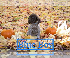 German Shorthaired Pointer Puppy for Sale in MERIDIAN, Idaho USA