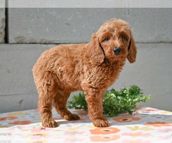Medium Photo #4 Poodle (Miniature) Puppy For Sale in MILLERSBURG, OH, USA