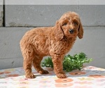 Small #3 Poodle (Miniature)