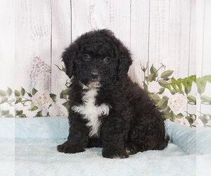 Miniature Bernedoodle Puppy for sale in PENNS CREEK, PA, USA