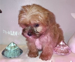 Morkie Puppy for sale in SALEM, MA, USA