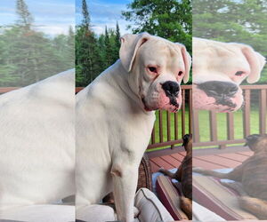 Boxer Dogs for adoption in Woodbury, MN, USA