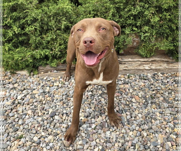 Medium Photo #2 American Staffordshire Terrier Puppy For Sale in Albuquerque, NM, USA