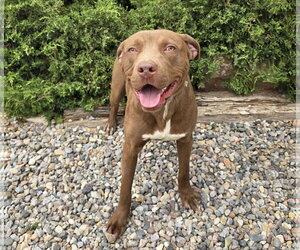 Merry Mr Marco - FUN Easy Pup ! - Male American Staffordshire Terrier Dog for Adoption - Photo #2