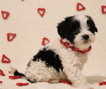 Puppy Star Cavapoo