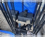 Small Photo #7 German Shorthaired Lab Puppy For Sale in TACOMA, WA, USA