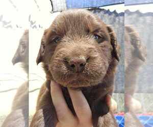 Labrador Retriever Puppy for sale in ROYAL CITY, WA, USA