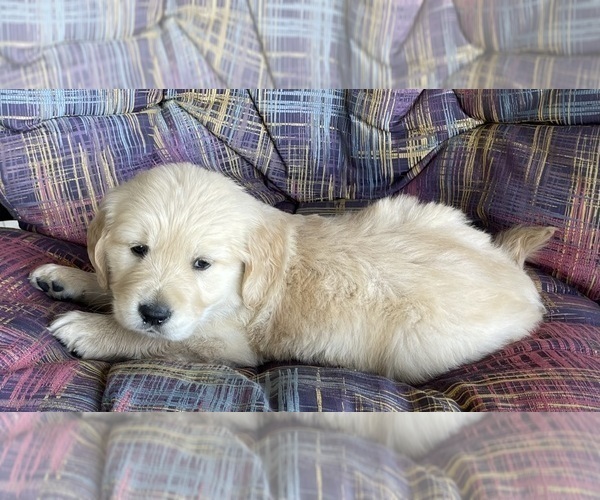 Medium Photo #6 Golden Retriever Puppy For Sale in FAIR PLAY, SC, USA