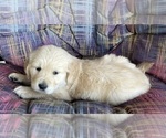 Small #5 Golden Retriever