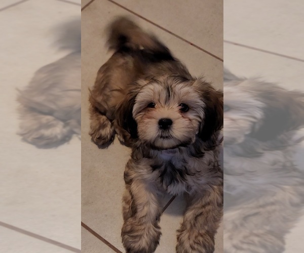 Medium Photo #2 Lhasa Apso Puppy For Sale in PHOENIX, AZ, USA