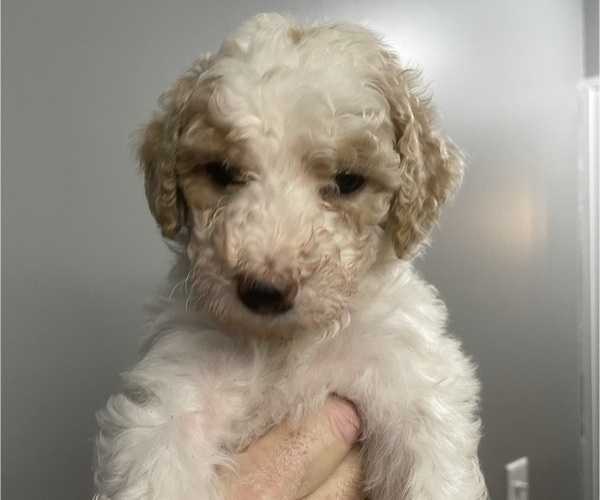 Medium Photo #3 Double Doodle Puppy For Sale in GREENSBURG, IN, USA