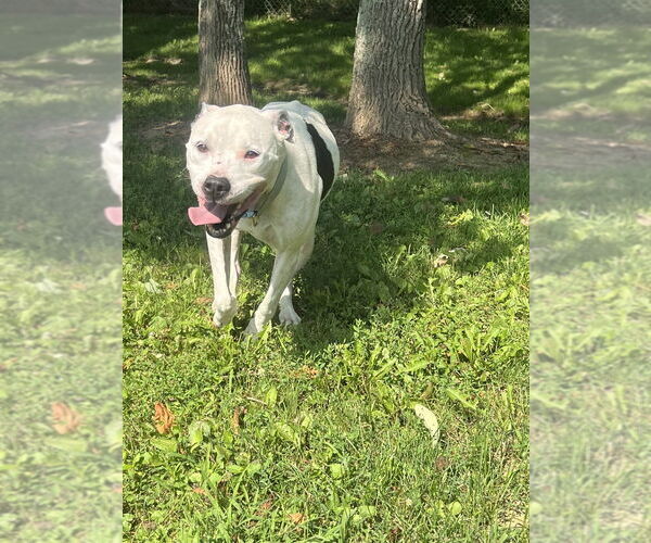 Medium Photo #6 American Pit Bull Terrier Puppy For Sale in Osgood, IN, USA