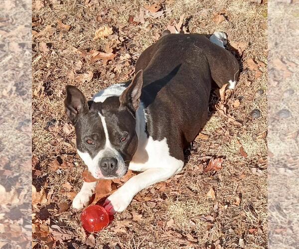 Medium Photo #1 English Boston Bulldog Puppy For Sale in Cabool, MO, USA