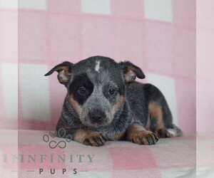 Australian Cattle Dog Puppy for sale in ATGLEN, PA, USA