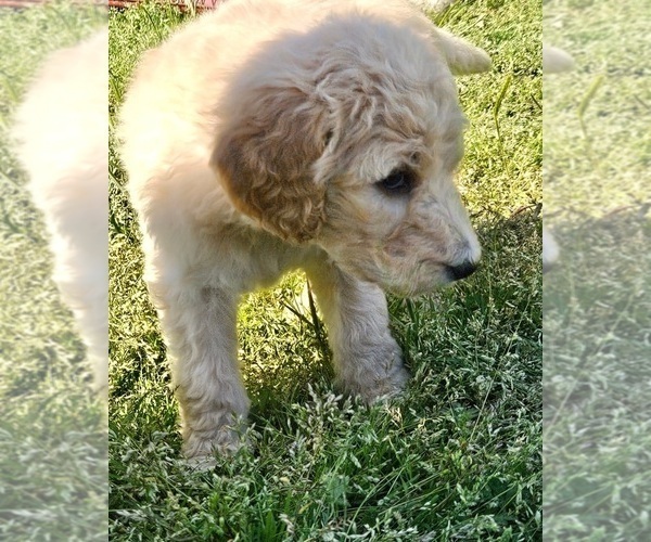 Medium Photo #18 Goldendoodle Puppy For Sale in TARBORO, NC, USA