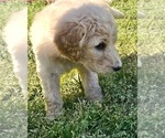 Small Photo #18 Goldendoodle Puppy For Sale in TARBORO, NC, USA