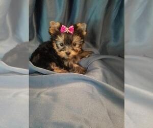 Yorkshire Terrier Puppy for sale in DOVER, PA, USA