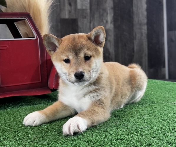 Medium Photo #6 Shiba Inu Puppy For Sale in CANOGA, NY, USA