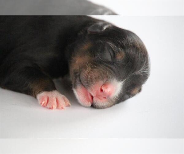 Medium Photo #3 Australian Shepherd Puppy For Sale in CIRCLEVILLE, UT, USA