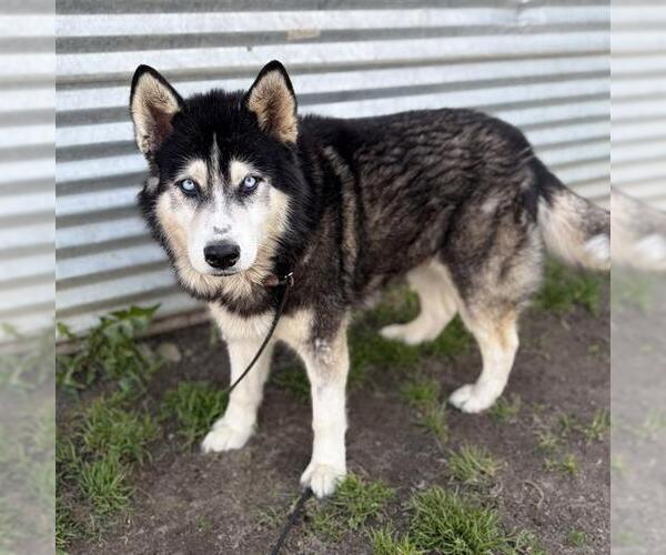 Medium Photo #1 Siberian Husky Puppy For Sale in Modesto, CA, USA