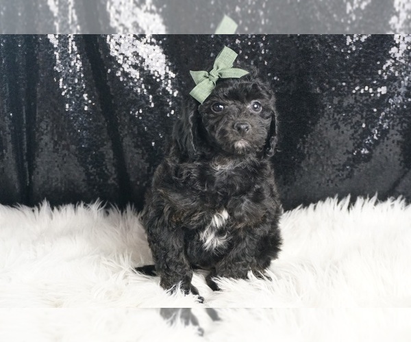 Medium Photo #60 Poodle (Toy) Puppy For Sale in WARSAW, IN, USA
