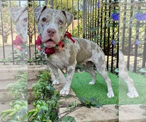 American Pit Bull Terrier-Catahoula Leopard Dog Mix Dogs for adoption in Redlands, CA, USA