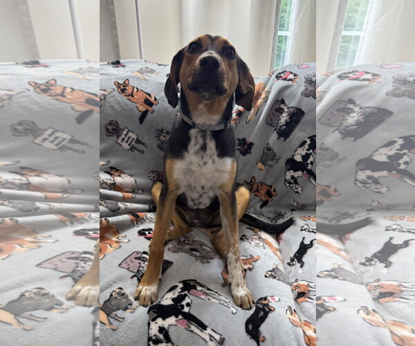 Medium Photo #3 Beagle-Unknown Mix Puppy For Sale in Attalka, AL, USA