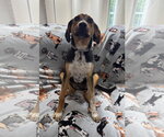 Small #2 Beagle Mix