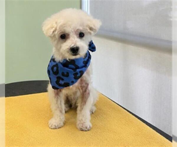 Medium Photo #1 Poodle (Miniature) Puppy For Sale in Orange, CA, USA
