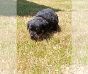 Rottweiler Puppy for sale in OLYMPIA, WA, USA