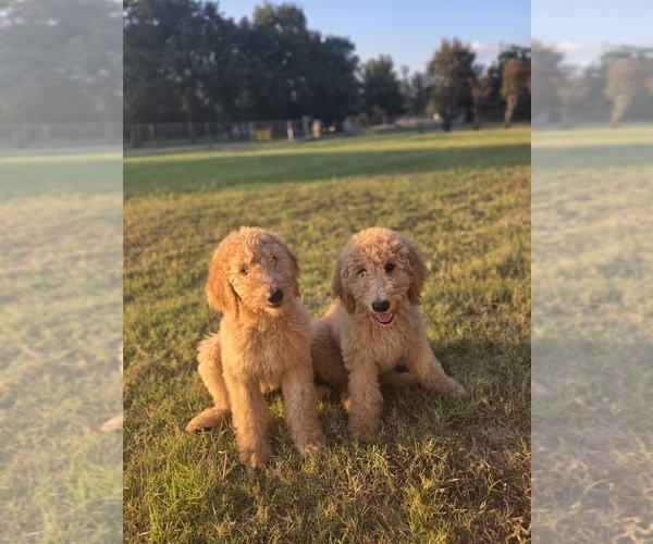 Medium Photo #1 Goldendoodle Puppy For Sale in BURLESON, TX, USA