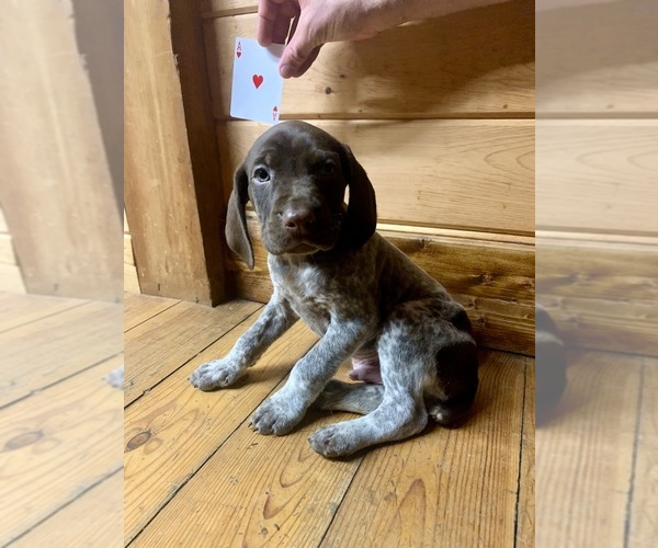 Medium Photo #8 German Shorthaired Pointer Puppy For Sale in FLEETWOOD, NC, USA