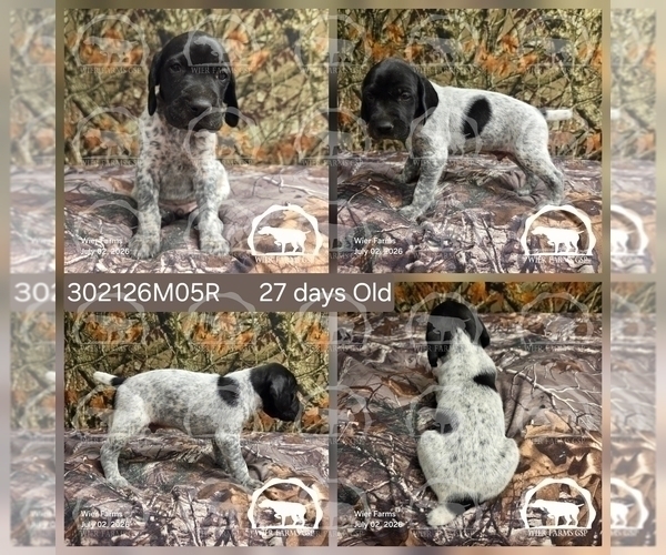 Medium Photo #4 German Shorthaired Pointer Puppy For Sale in MOYIE SPRINGS, ID, USA