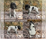 Small #3 German Shorthaired Pointer