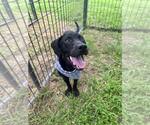 Small Labrador Retriever Mix
