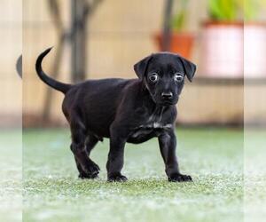Dancer Pup - Waltz - Male Mutt Dog for Adoption - Photo #4